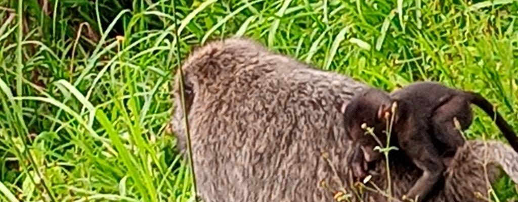 #htmlcaption-4 CHIMPANZEE IN KIBAALE FOREST